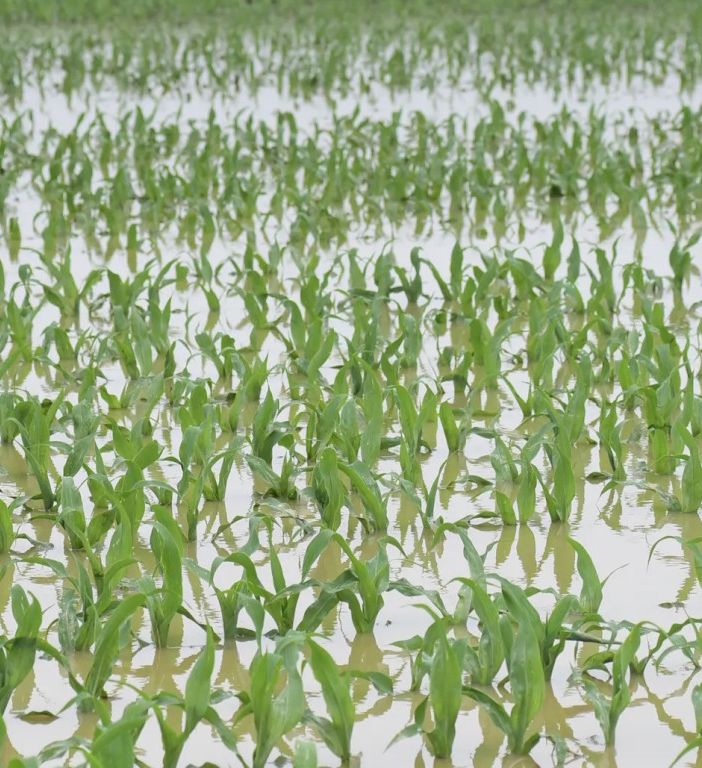 Maltempo, Lombardia: campi sommersi. Semine in tilt, a rischio orzo e frumento
