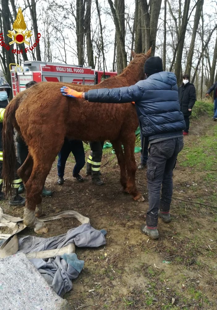 Pavia: cavalla cade in un canale, salvata dai Vigili del Fuoco