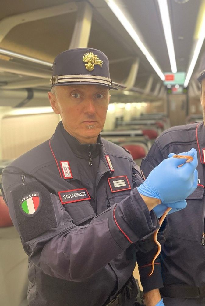 Serpente sul Frecciarossa diretto a Milano: panico tra i passeggeri, treno evacuato