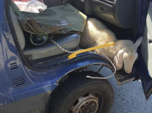 Alla guida ubriaco e con patente sospesa: sul posto del passeggero trasportava un agnello