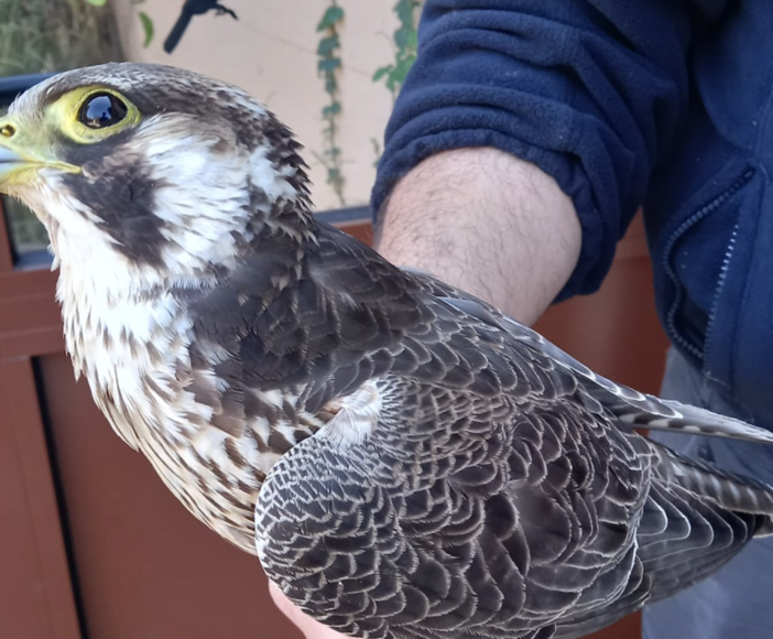 Un falco impatta contro le vetrate dell'ufficio di ATS a Malnate (VA)