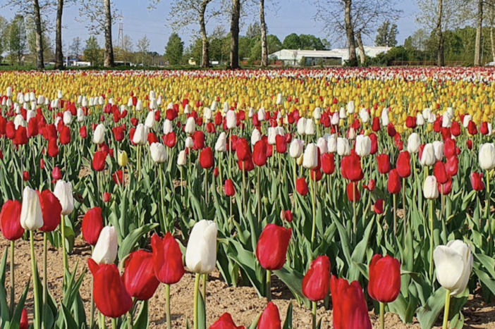 Torna il campo di tulipani di Arese: dagli ingressi gratuiti ai nuovi fiori. Qui novità e gli orari