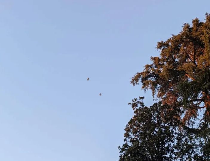 Magenta: in via Carlo Porta è arrivata una colonia di grossi volatili simili ad aironi…