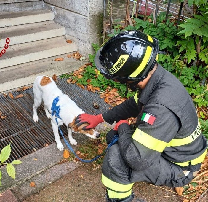 Cane rimasto solo in casa dopo il ricovero della proprietaria salvato dai vigili del fuoco a Busto