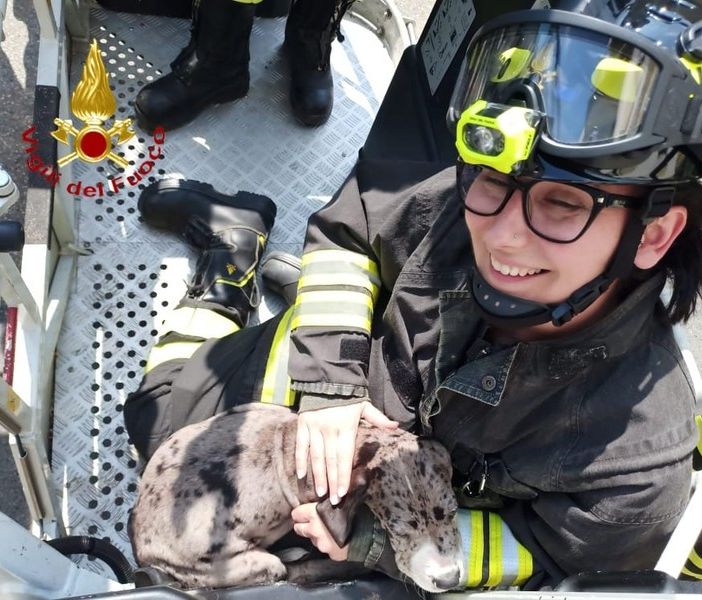 Vercelli, cucciolo bloccato tra le sbarre del balcone: a salvarlo i Vigili del Fuoco