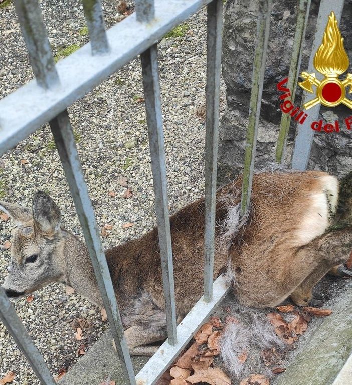 FOTO. Capriolo intrappolato in una recinzione, nel Varesotto arrivano i vigili del fuoco
