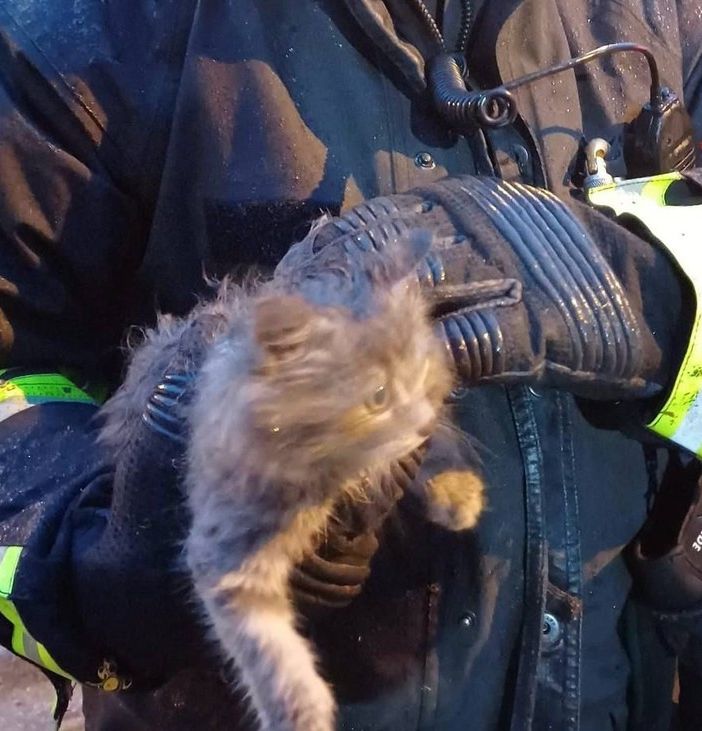 FOTO - Gatto si incastra tra le ruote posteriori di un'auto nel Varesotto. Lo salvano i vigili del fuoco