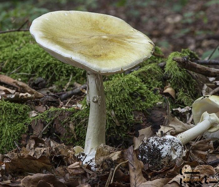 Tragedia nel Comasco: mangia funghi velenosi e muore. Gravi la moglie e la badante