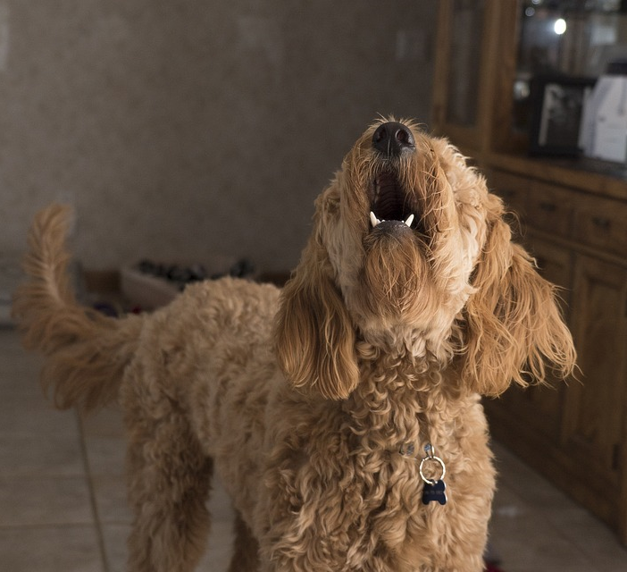 Oltrepò: cane abbaia e salva madre e figlio da incendio
