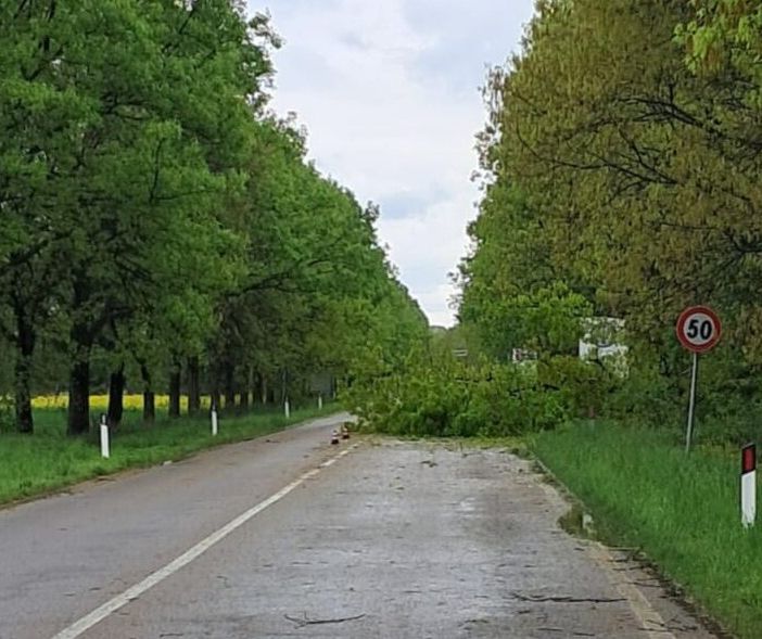 Maltempo: crolla un albero e blocca la strada che da Inveruno porta a Cuggiono
