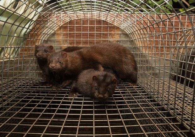 Coronavirus e visoni, la Lombardia chiede la dismissione degli allevamenti degli animali da pelliccia