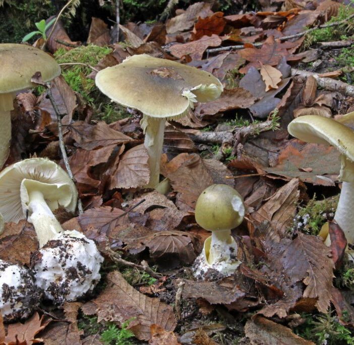 L'Amanita falloide è considerato il fungo più velenoso al mondo (foto d'archivio)