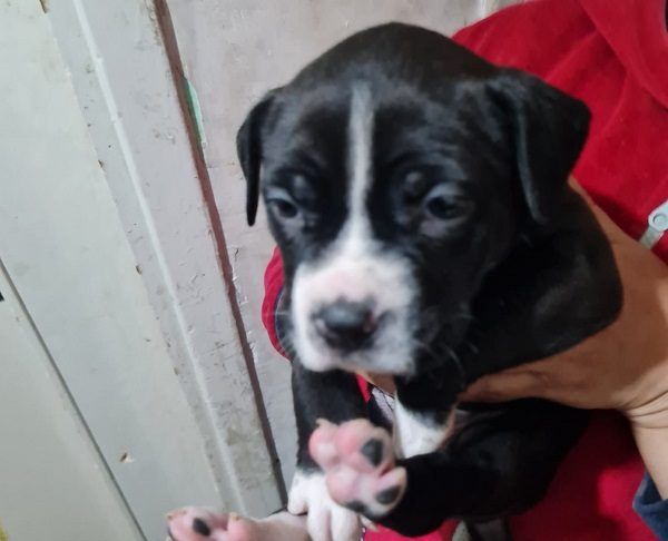 Pioltello: cuccioli di Amstaff venduti illegalmente