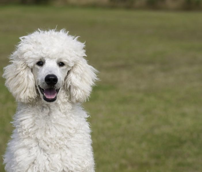 Il cucciolo di barboncino in realtà è una truffa: il sogno di un cagnolino sfuma insieme a 900 euro