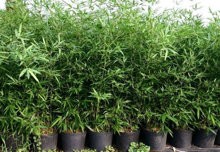Rubano piante di bambù per 2600 euro: i carabinieri arrestano 6 cinesi a Gudo Visconti