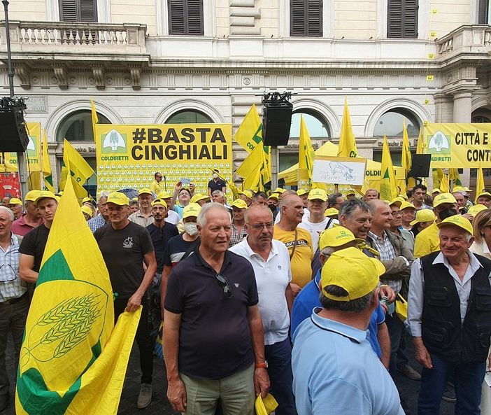 Peste suina, a rischio 4 salumi di qualità su 5. Coldiretti: abbattere cinghiali, veicolo malattia
