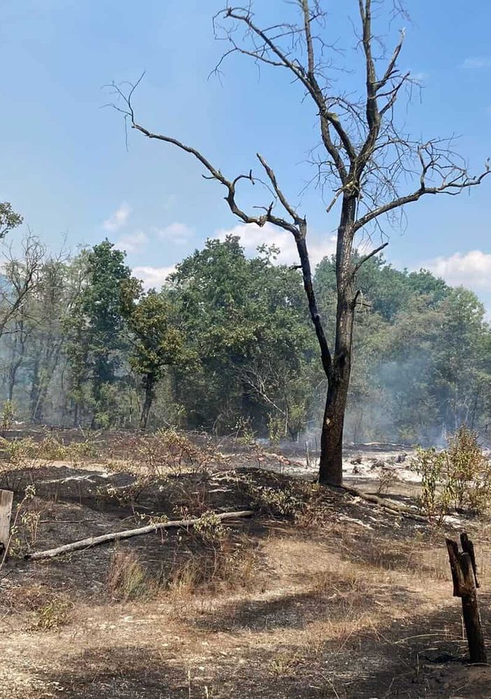 Tre ettari di bosco a fuoco a San Martino di Trecate