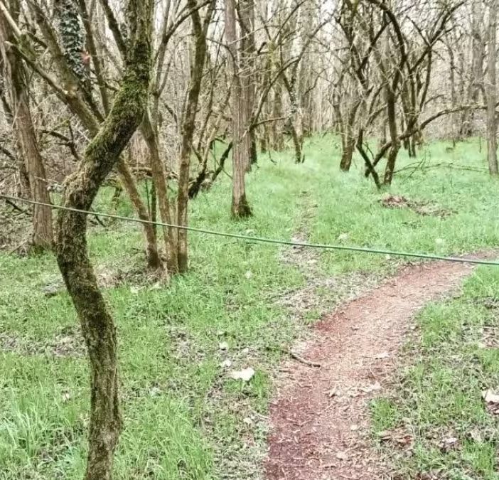 Il cavo apparso ad altezza gola nel Bosco del Vignolo (foto tratta da Facebook)
