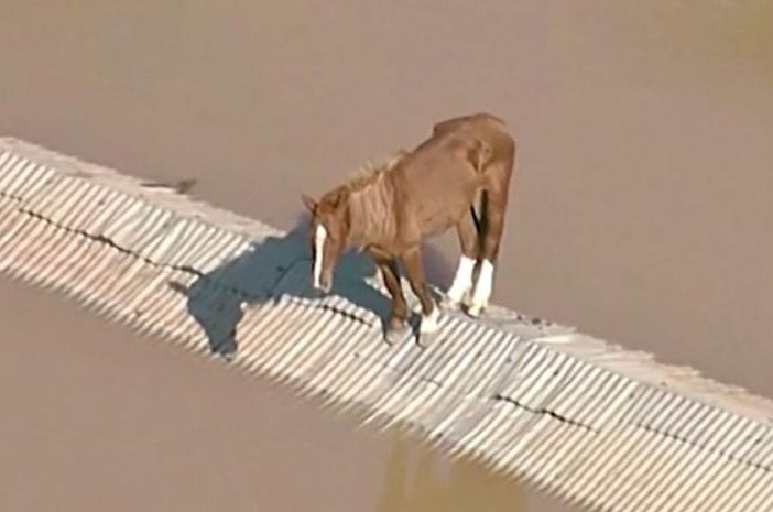 Alluvione Brasile, la storia di Caramelo: il cavallo salvato dopo ore sul tetto