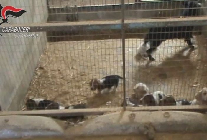 Novarese, allevamento abusivo e ‘lager’ di bulldog: sequestri e denunce
