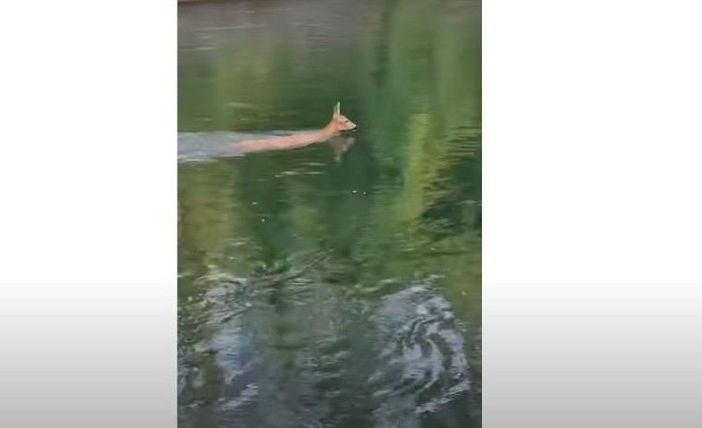 VIDEO - Un cerbiatto scivola nella diga del Panperduto e si salva nuotando fino a riva