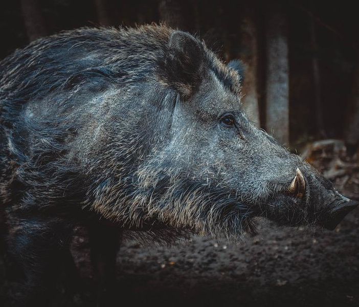 Zerbolò: auto si scontra con un cinghiale sulla provinciale 185, illeso il conducente