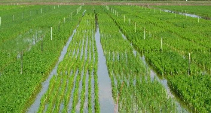 Riso, crolla la produzione in Lombardia: meno 200 milioni di chili