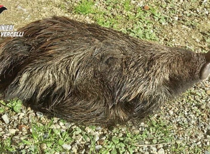 Una testa di cinghiale davanti alla porta del consigliere con cui aveva contrasti