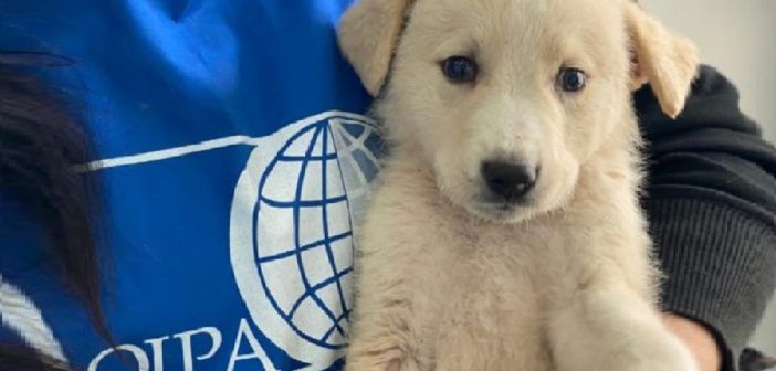 Cuccioli appena nati messi in vendita on line: sequestrati dalle guardie zoofile Oipa