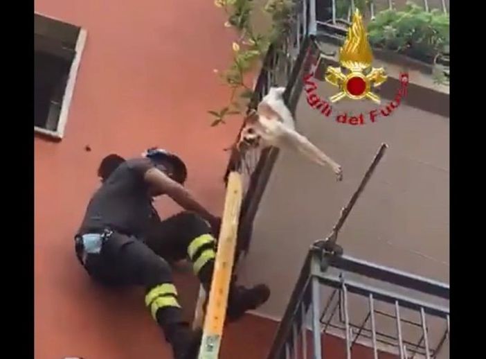 Cagnolino incastrato a testa in giù nelle inferriate del balcone ai piani alti viene salvato dai vigili del fuoco