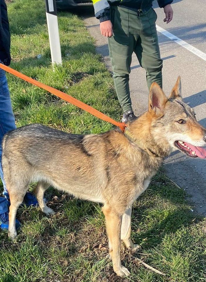Magenta: cane vagava sulla pericolosissima statale 11, agente della Polizia locale fuori servizio lo soccorre e lo mette in salvo
