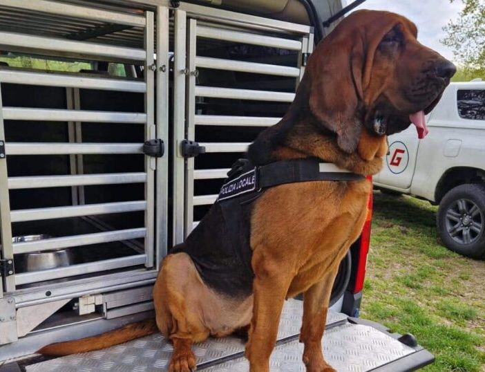 Trecate, operativo il cane molecolare Dikra della Polizia locale