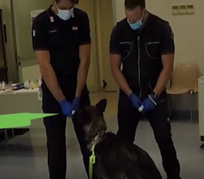 Milano: Max e Berla, i cani anti Covid dell’Arma dei Carabinieri all’ospedale Sacco
