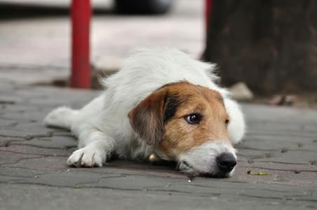 Anche i cani vivono lutto per la morte di un loro simile