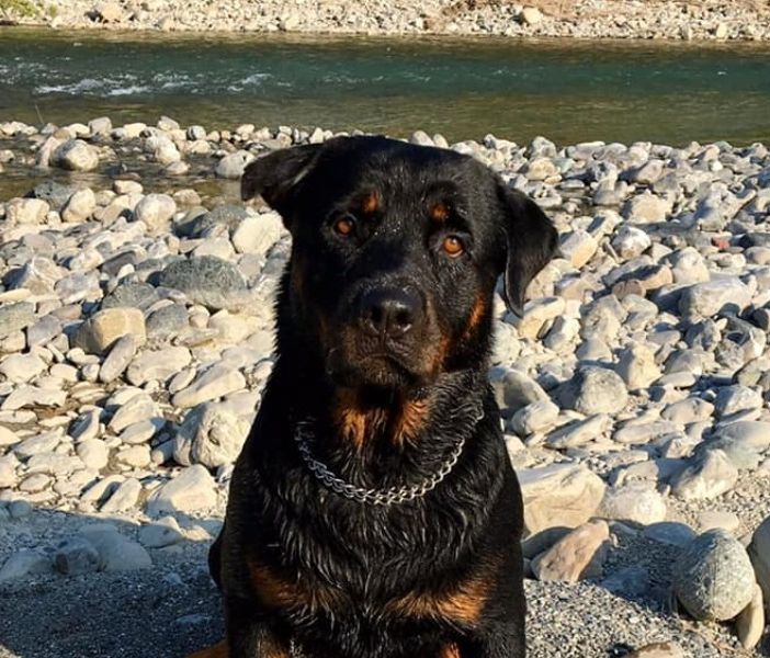 Settimo Milanese: raccolta fondi per Lucio, Lucrezia e i loro cani dopo l’incendio