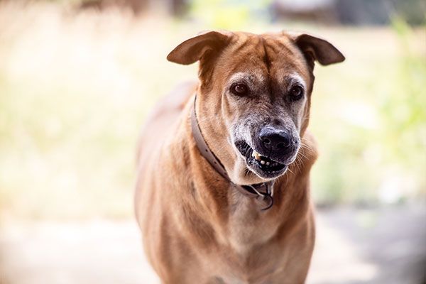 Magenta: cani minacciosi alla Fagiana, la disavventura di una donna nei boschi