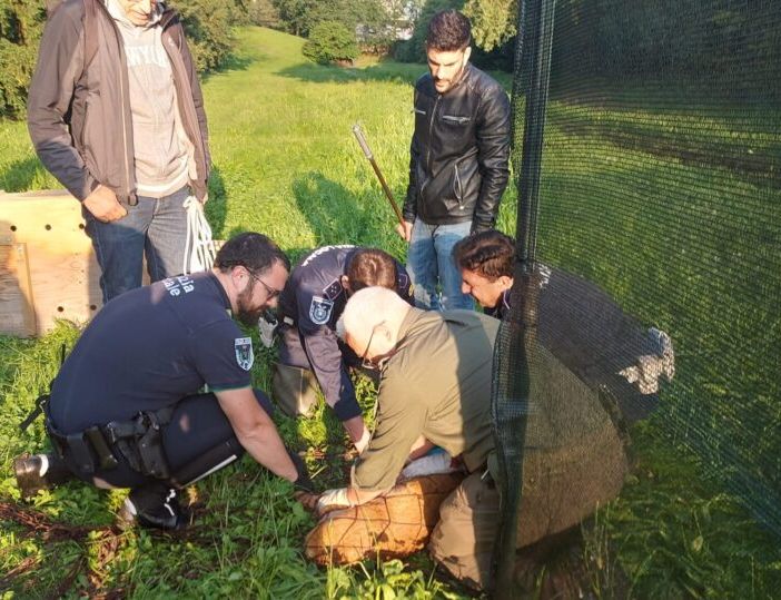 Abbiategrasso: liberato il capriolo rimasto imprigionato nel parco della Fossa