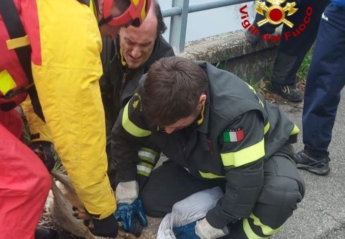 Capriolo finisce nel canale Industriale a Turbigo: salvato dai Vigili del Fuoco