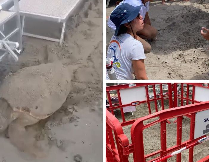 VIDEO. Una splendida tartaruga Caretta Caretta sceglie la sabbia di Alassio per salvarsi e nidificare