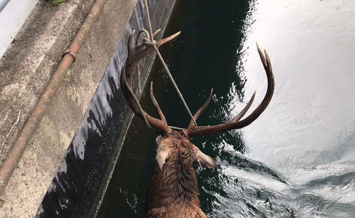 Vizzola Ticino: cervo &quot;innamorato&quot; cade nel Villoresi e viene salvato