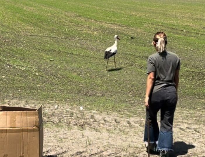 Torna a volare nel Parco del Ticino la cicogna ferita da un’arma da fuoco