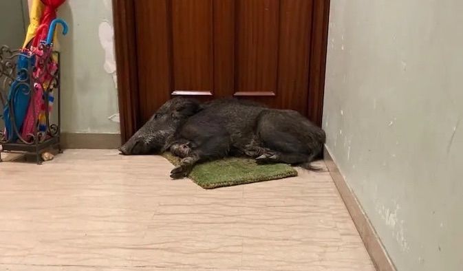 Incredibile in Liguria: esce di casa e si trova un cinghiale addormentato sullo zerbino