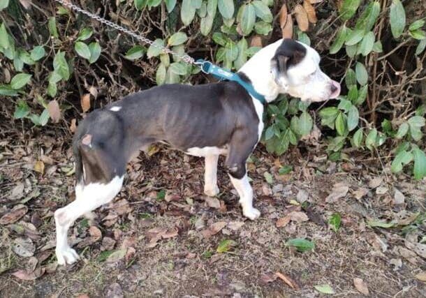 Vita da cani… un incubo. Intervento delle Guardie Zoofile a Pavia