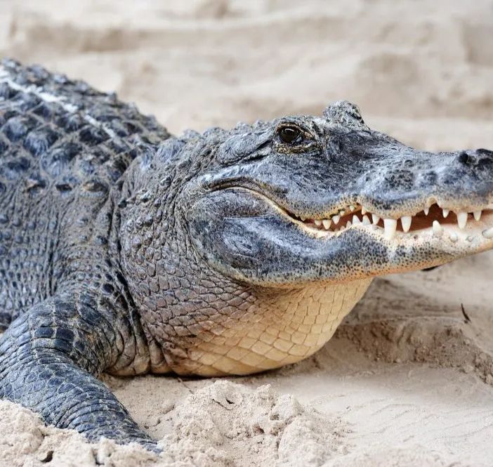 Cremona: pelle di coccodrillo da 2 metri sequestrata in negozio di arte