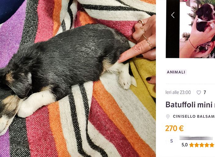Cucciolo ceduto illegalmente sul web: recuperato dalle guardie dell’Oipa di Milano-Monza, multa da 1000 euro ai venditori