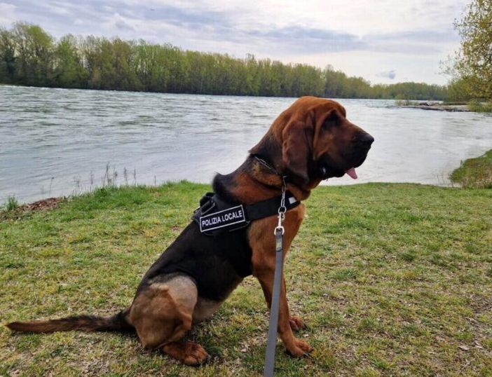 A Trecate è arrivato il cane &quot;molecolare&quot; Dikra
