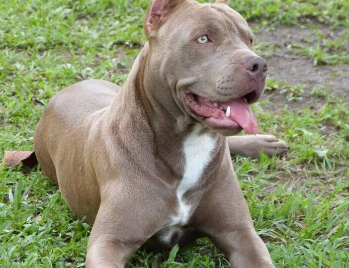 Bimba azzannata a Sesto da pitbull, Oipa: &quot;Vittima delle mode&quot;