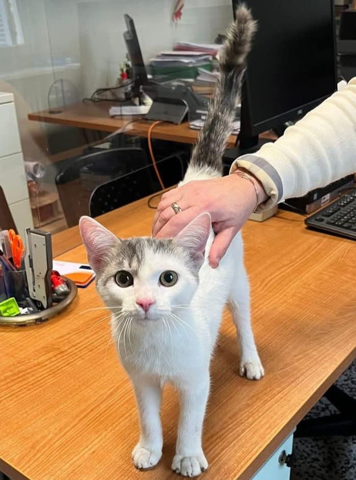(nella foto il gattino salvato dai pompieri a Zeme)