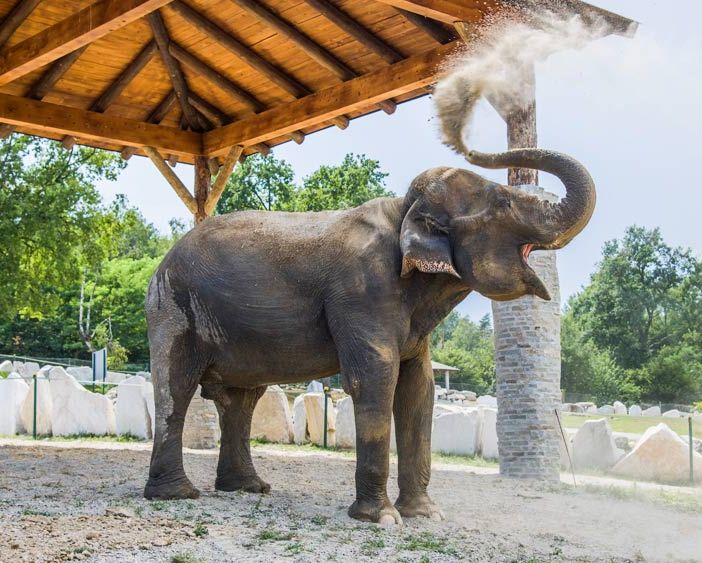 Grandi appuntamenti, iniziative e novità: il programma autunnale del Safari Park Lago Maggiore