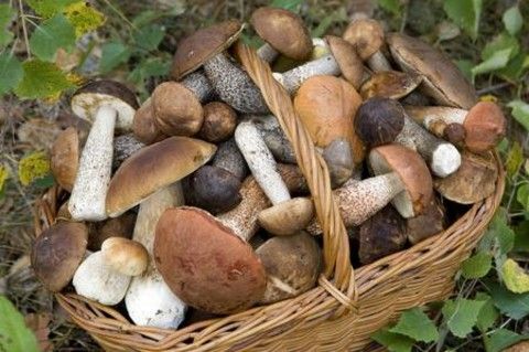 Raccolta funghi, l'allerta di Ats Pavia per prevenire i casi di intossicazione
